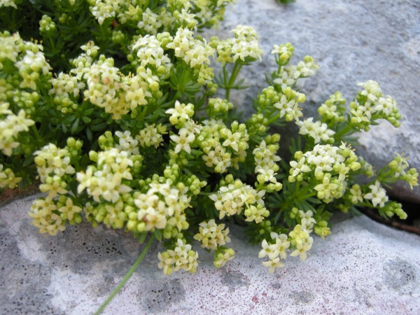 Galium magellense / Caglio della Majella